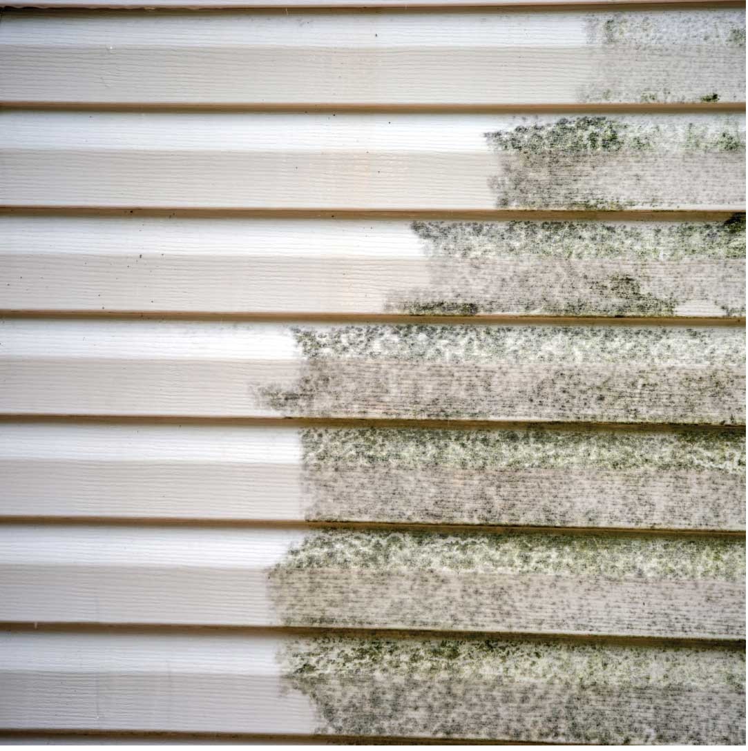 Mould Removal
